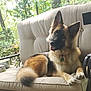 animal, canine, companion, curious, cushion, daylight, dog, ears, fence, fur, german_shepherd, greenery, nature, outdoor, pet, portrait, relaxing, sofa, tail, trees