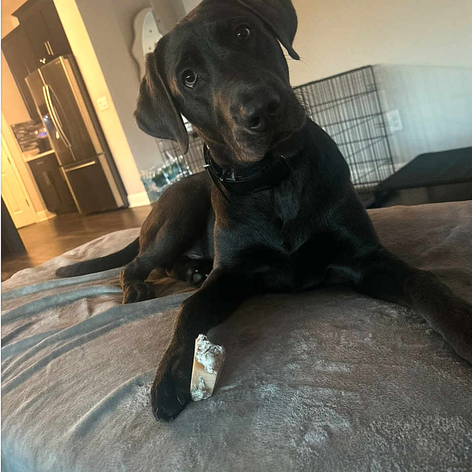 Apollo is registered to the contest to win money with this photo: animal, bed, bedroom, blanket, canine, couch, den, dog, dogbed, door, furniture, greatdane, hound, indoors, interiordesign, labradorretriever, pet, pointer, puppy, room