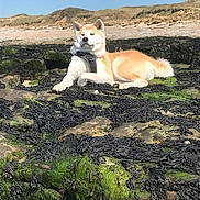 Etsuko participe au concours pour gagner de l'argent avec cette photo : dog, shiba_inu, canine, pet, animal, fluffy, white_and_tan, sitting, lying_down, harness, rocky_shore, seashore, seaweed, coastline, ocean, beach, outdoors, sunny, blue_sky, nature