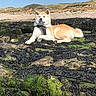 dog, shiba_inu, canine, pet, animal, fluffy, white_and_tan, sitting, lying_down, harness, rocky_shore, seashore, seaweed, coastline, ocean, beach, outdoors, sunny, blue_sky, nature