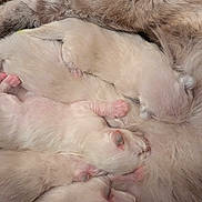 Plume participe au concours pour gagner de l'argent avec cette photo : kittens, cat, newborn, sleeping, fluffy, fur, pink_paws, animals, litter, cuddling, cozy, closeup, indoors, blanket, resting, adorable, cream_fur, mother_cat, nesting, peaceful
