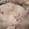 kittens, cat, newborn, sleeping, fluffy, fur, pink_paws, animals, litter, cuddling, cozy, closeup, indoors, blanket, resting, adorable, cream_fur, mother_cat, nesting, peaceful