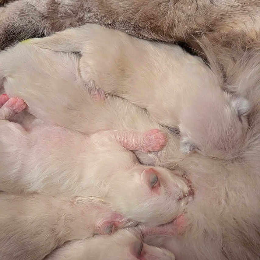 Plume participe au concours pour gagner de l'argent avec cette photo : kittens, cat, newborn, sleeping, fluffy, fur, pink_paws, animals, litter, cuddling, cozy, closeup, indoors, blanket, resting, adorable, cream_fur, mother_cat, nesting, peaceful