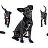 dog, black_dog, multiple_dogs, studio_photo, white_background, playful, energetic, pet, animal, canine, isolated, collage, sitting, lying_down, tongue_out, happy, portrait, domestic_animal, photography, cute
