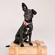Willow is registered to the contest to win money with this photo: black_dog, dog, pet, animal, sitting, wooden_crate, pink_bow, collar, studio, portrait, cute, ears, fur, canine, looking, alert, isolated_background, indoor, friendly, adorable