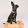 black_dog, dog, pet, animal, sitting, wooden_crate, pink_bow, collar, studio, portrait, cute, ears, fur, canine, looking, alert, isolated_background, indoor, friendly, adorable