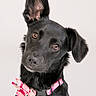 dog, black_dog, pet, collar, pink_collar, flower_pattern, ear_up, ear_down, head_tilt, curious, portrait, studio_light, animal, cute, domestic_animal, looking_at_camera, short_fur, young_dog, isolated, white_background