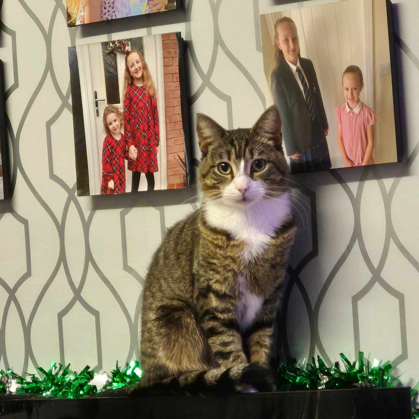 Filbert joined the competition — help win amazing prizes! cat, tabby_cat, white_markings, sitting, green_tinsel, black_surface, family_photos, children, wallpaper, patterned_wallpaper, indoor, portrait, pet, animal, feline, decor, home, photography, domestic_cat, cute