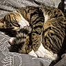Filbert joined the competition — help win amazing prizes! cat, tabby, sleeping, curled_up, tail, cozy, blanket, indoor, pet, feline, whiskers, paws, cute, resting, fur, striped, close_up, domestic_animal, comfort, nap