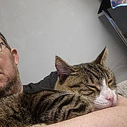Filbert joined the competition — help win amazing prizes! cat, tabby, sleeping, person, arm, indoor, relaxed, face, glasses, beard, fur, whiskers, closeup, comfort, pet, resting, home, wall, casual, calm