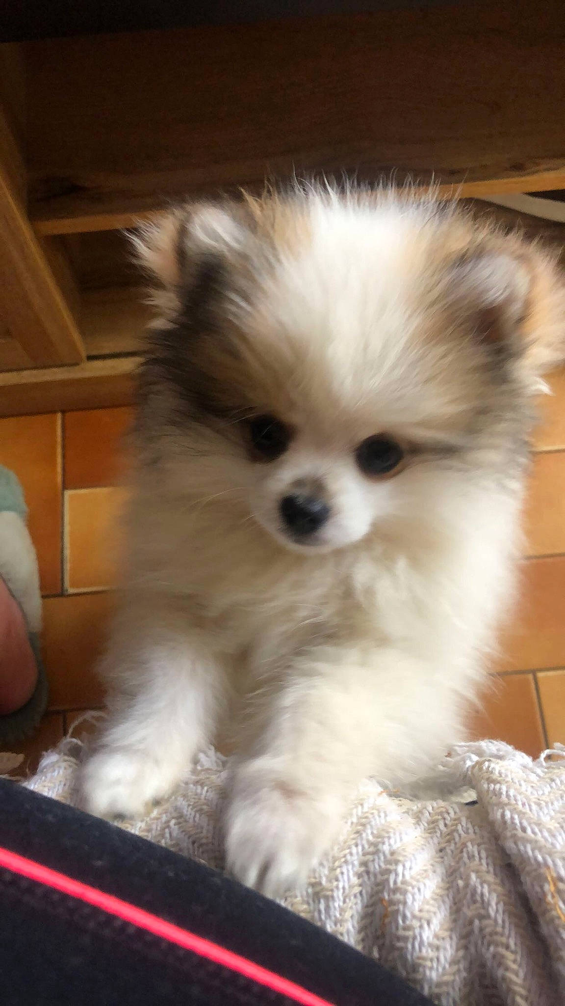 Ulka a rejoint le concours — aidez-le/la à gagner de superbes lots ! ancient_dog_breeds, canidae, carnivore, companion_dog, dog, dog_breed, fawn, fur, german_spitz, german_spitz_klein, german_spitz_mittel, non_sporting_group, snout, spitz, sporting_group, toy_dog, volpino_italiano, whiskers, working_animal