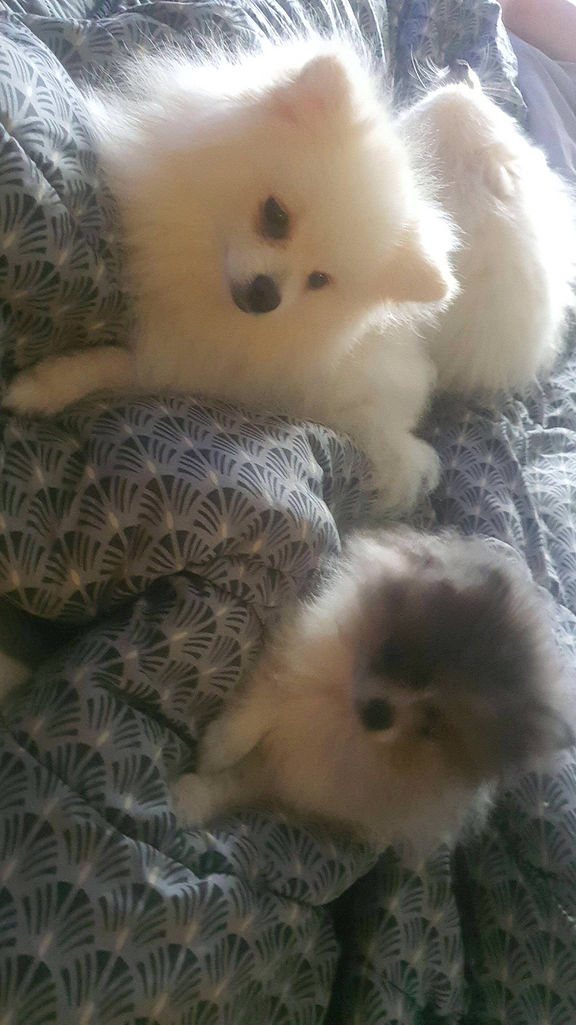 Tyna a rejoint le concours — aidez-le/la à gagner de superbes lots ! canidae, carnivore, companion_dog, dog_breed, fawn, felidae, fur, non_sporting_group, paw, photography, plush, snout, stuffed_toy, tail, terrestrial_animal, toy, toy_dog, whiskers, white