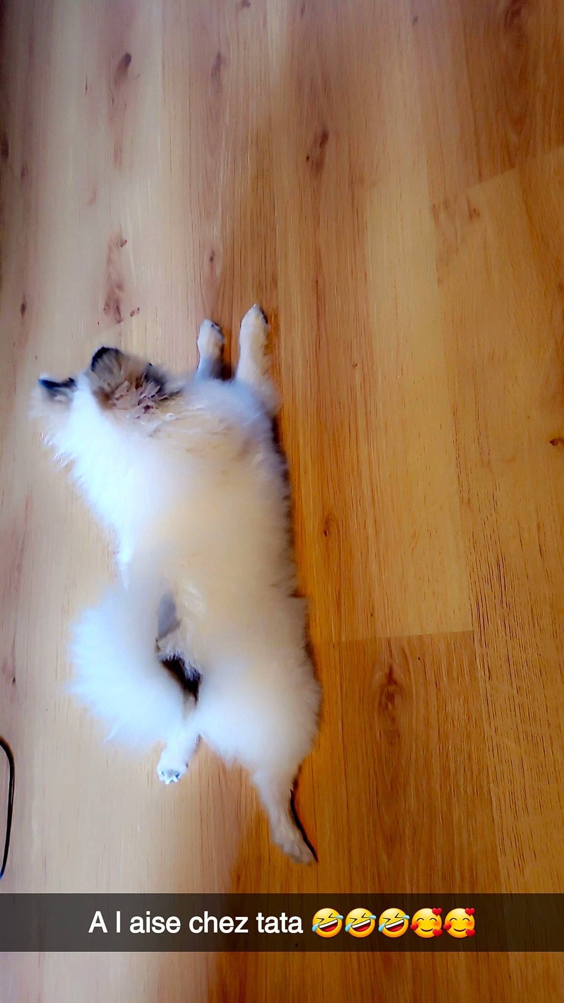 Ulka participe au concours pour gagner de l'argent avec cette photo : carnivore, cat, companion_dog, fawn, felidae, floor, flooring, fur, hardwood, laminate_flooring, paw, plank, plywood, small_to_medium_sized_cats, tail, varnish, whiskers, wood, wood_flooring, wood_stain