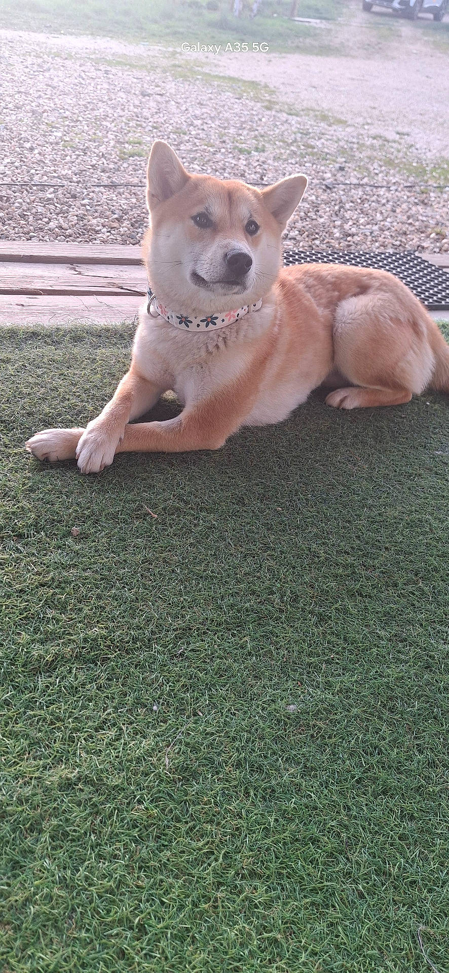 Vicky a rejoint le concours — aidez-le/la à gagner de superbes lots ! accessories, animal, canine, car, dog, field, goldenretriever, grass, grassland, husky, lawn, leash, nature, outdoors, pet, plant, puppy, strap, transportation, vehicle