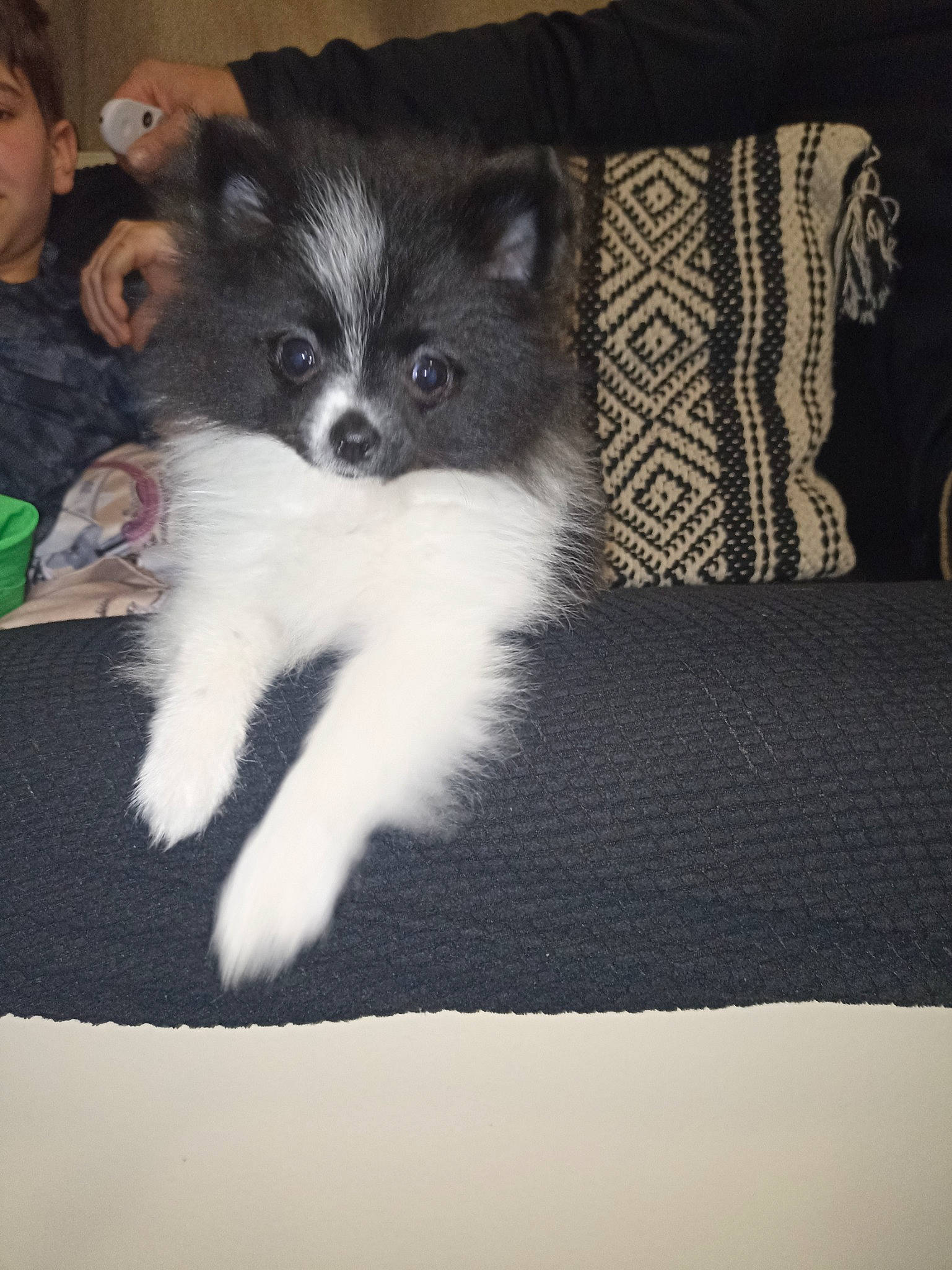 Croquette participe au concours pour gagner de l'argent avec cette photo : canidae, carnivore, companion_dog, couch, dog, dog_breed, fur, herding_dog, linens, non_sporting_group, puppy, rectangle, snout, sporting_group, tail, toy_dog, whiskers, working_animal, working_dog, woven_fabric