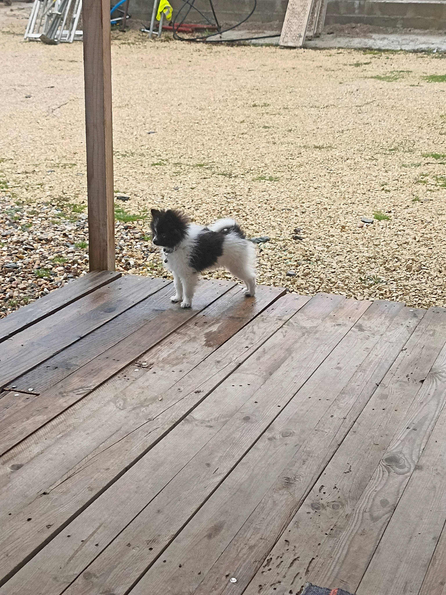 Croquette participe au concours pour gagner de l'argent avec cette photo : canidae, carnivore, cat, companion_dog, deck, dog_breed, fawn, felidae, flooring, grass, hardwood, plank, road_surface, small_to_medium_sized_cats, snout, sporting_group, tail, walkway, whiskers, wood