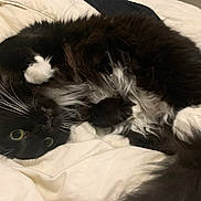 Amaya joined the competition — help win amazing prizes! animal, bed, black_and_white, blanket, cat, close_up, cozy, curious, cute, domestic_cat, fluffy, fur, indoor, lying_down, paw, pet, playful, relaxed, sleepy, whiskers