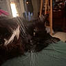 Amaya joined the competition — help win amazing prizes! animal, bed, black_cat, blurred_background, cat, closeup, cozy, fluffy, furniture, green_sheet, guitar, home, indoor, lazy, lying_down, pet, relaxed, warm_light, whiskers