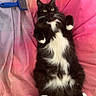 Amaya is registered to the contest to win money with this photo: animal, bed, black_and_white, cat, collar, cute, domestic_cat, feline, fluffy, fur, green_eyes, indoor, lying_down, paw, pet_brush, pink_blanket, purple_blanket, relaxed, resting, whiskers