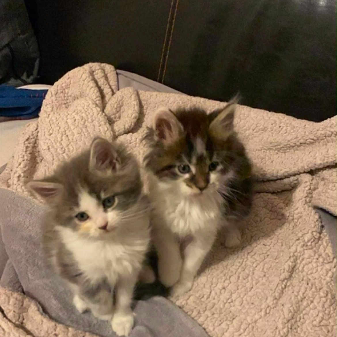 Boycka Et Bella participe au concours pour gagner de l'argent avec cette photo : adorable, animal, blanket, cat, companions, cozy, cute, domestic, ears, eyes, fur, furry, indoor, kitten, pet, resting, small, soft, whiskers, young