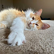 Pikachu is registered to the contest to win money with this photo: cat, kitten, orange_cat, white_fur, paw, carpet, indoor, pet, sleepy, stretching, whiskers, ear, close_up, portrait, cozy, sunlight, relaxed, floor, furry, nose