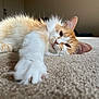 cat, kitten, orange_cat, white_fur, paw, carpet, indoor, pet, sleepy, stretching, whiskers, ear, close_up, portrait, cozy, sunlight, relaxed, floor, furry, nose