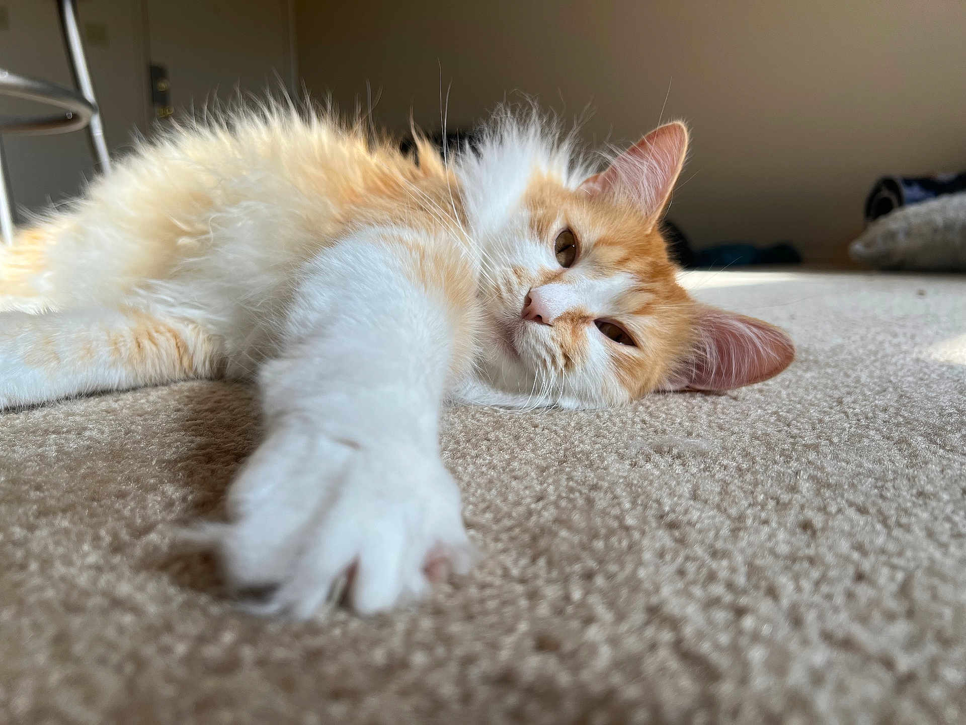 Pikachu is registered to the contest to win money with this photo: cat, kitten, orange_cat, white_fur, paw, carpet, indoor, pet, sleepy, stretching, whiskers, ear, close_up, portrait, cozy, sunlight, relaxed, floor, furry, nose