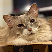 Murmada is registered to the contest to win money with this photo: cat, feline, pet, cat_in_box, cardboard_box, close_up, portrait, fluffy_fur, long_fur, whiskers, ears, nose, sleepy, indoor, cozy, shallow_depth_of_field, blurred_background, domestic_animal, beige_color, relaxed_pose