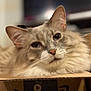 cat, feline, pet, cat_in_box, cardboard_box, close_up, portrait, fluffy_fur, long_fur, whiskers, ears, nose, sleepy, indoor, cozy, shallow_depth_of_field, blurred_background, domestic_animal, beige_color, relaxed_pose