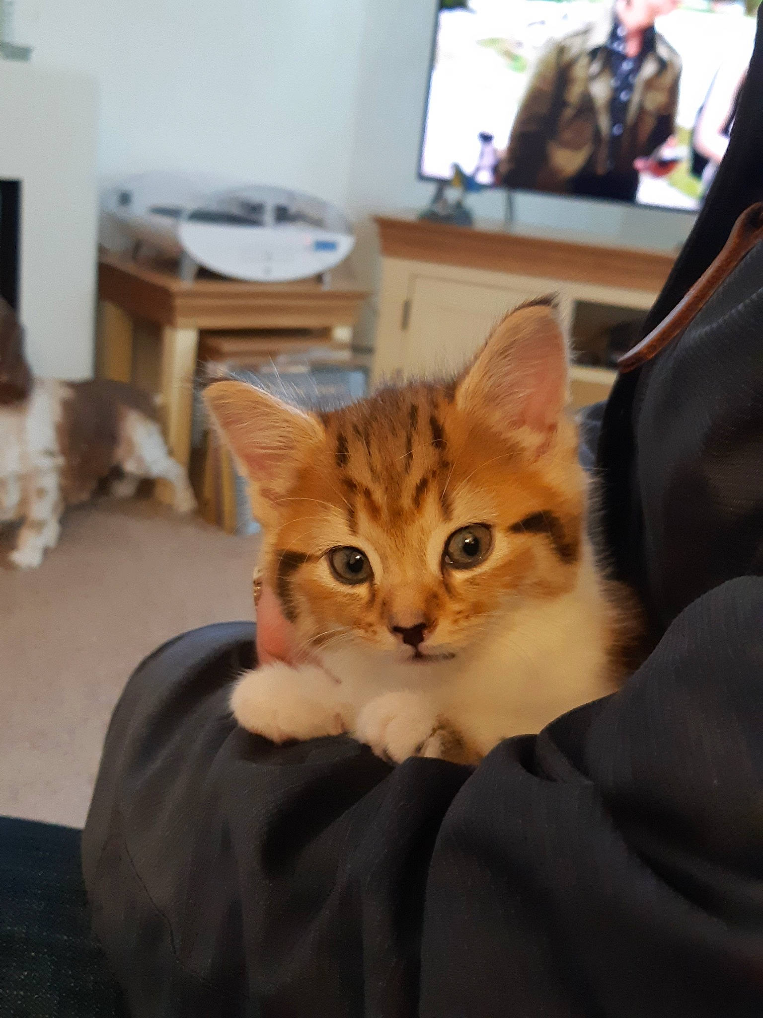 Molly is registered to the contest to win money with this photo: aegean_cat, american_shorthair, asian, australian_mist, bengal, carnivore, cat, domestic_short_haired_cat, european_shorthair, fawn, felidae, fur, kitten, mammal, munchkin, small_to_medium_sized_cats, somali, tabby_cat, vertebrate, whiskers