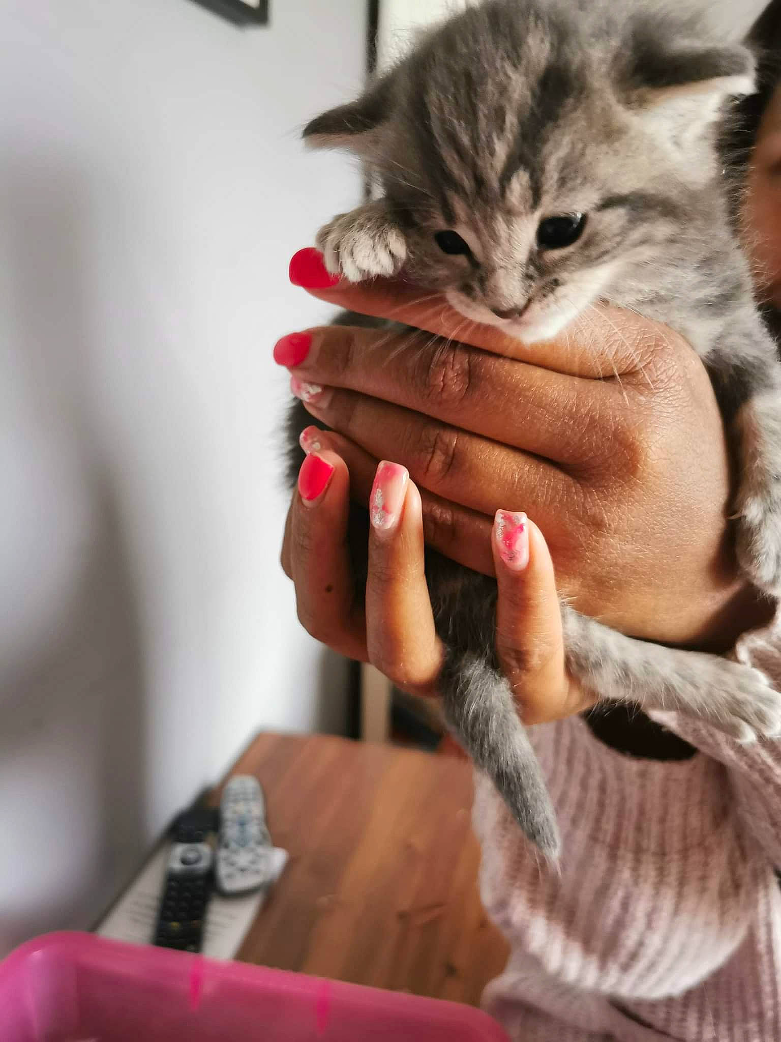 Cosmo is registered to the contest to win money with this photo: carnivore, cat, claw, comfort, domestic_short_haired_cat, felidae, fur, gesture, hand, lap, nail, paw, sitting, small_to_medium_sized_cats, table, tableware, thumb, whiskers, wood