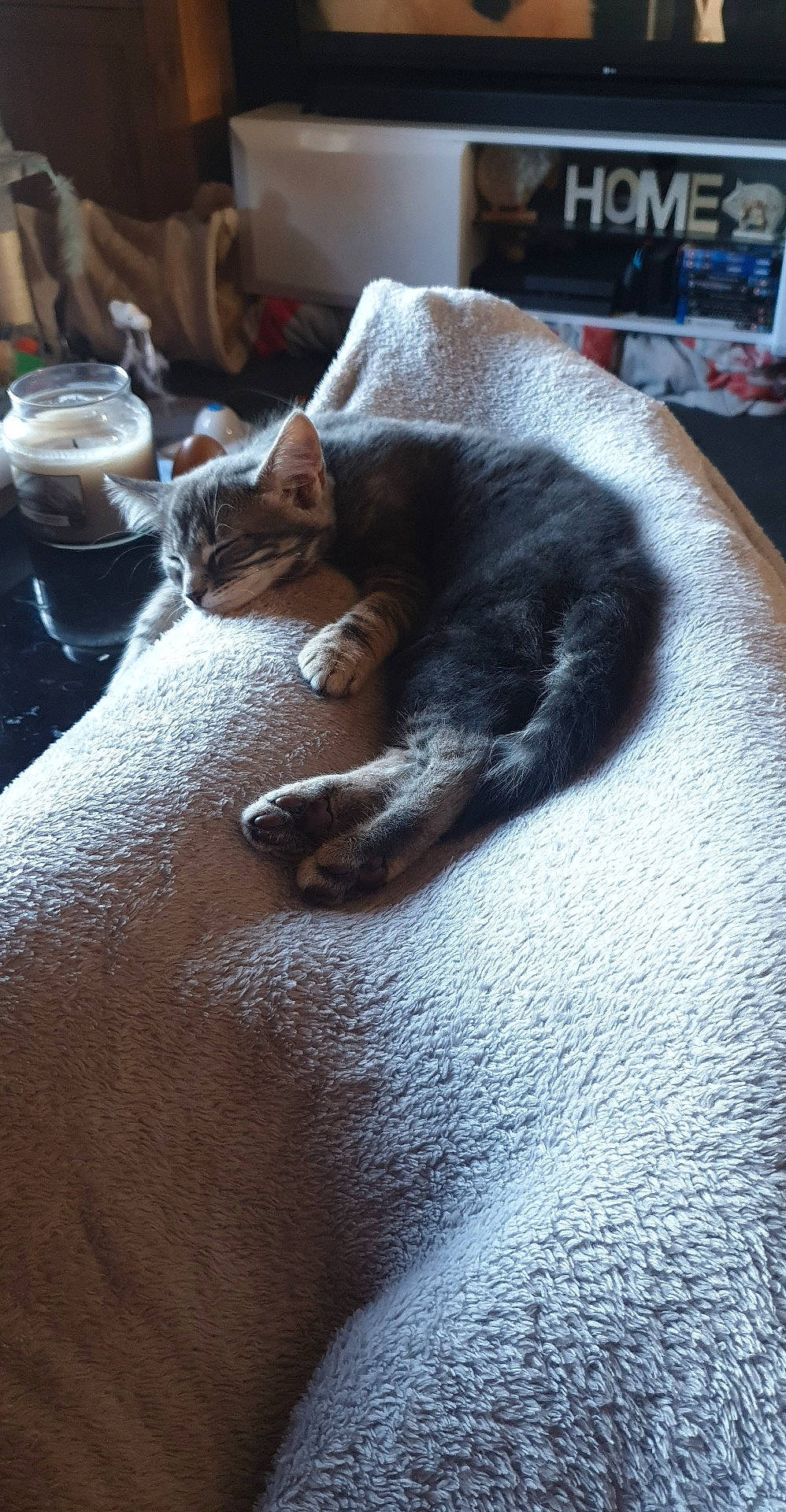 Cosmo is registered to the contest to win money with this photo: bedding, beer, carnivore, cat, comfort, domestic_short_haired_cat, drinkware, felidae, flooring, fur, grey, house, linens, nap, room, small_to_medium_sized_cats, tail, whiskers, window, wood