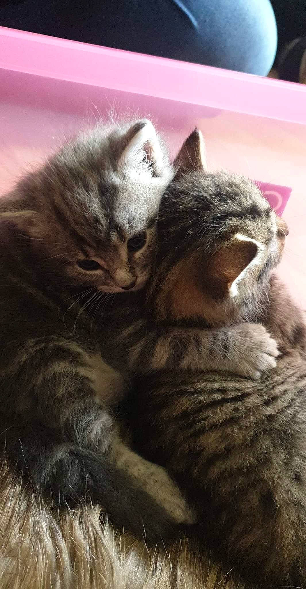 Cosmo joined the competition — help win amazing prizes! carnivore, cat, claw, close_up, comfort, domestic_short_haired_cat, felidae, fur, grey, paw, sitting, small_to_medium_sized_cats, snout, tail, terrestrial_animal, whiskers