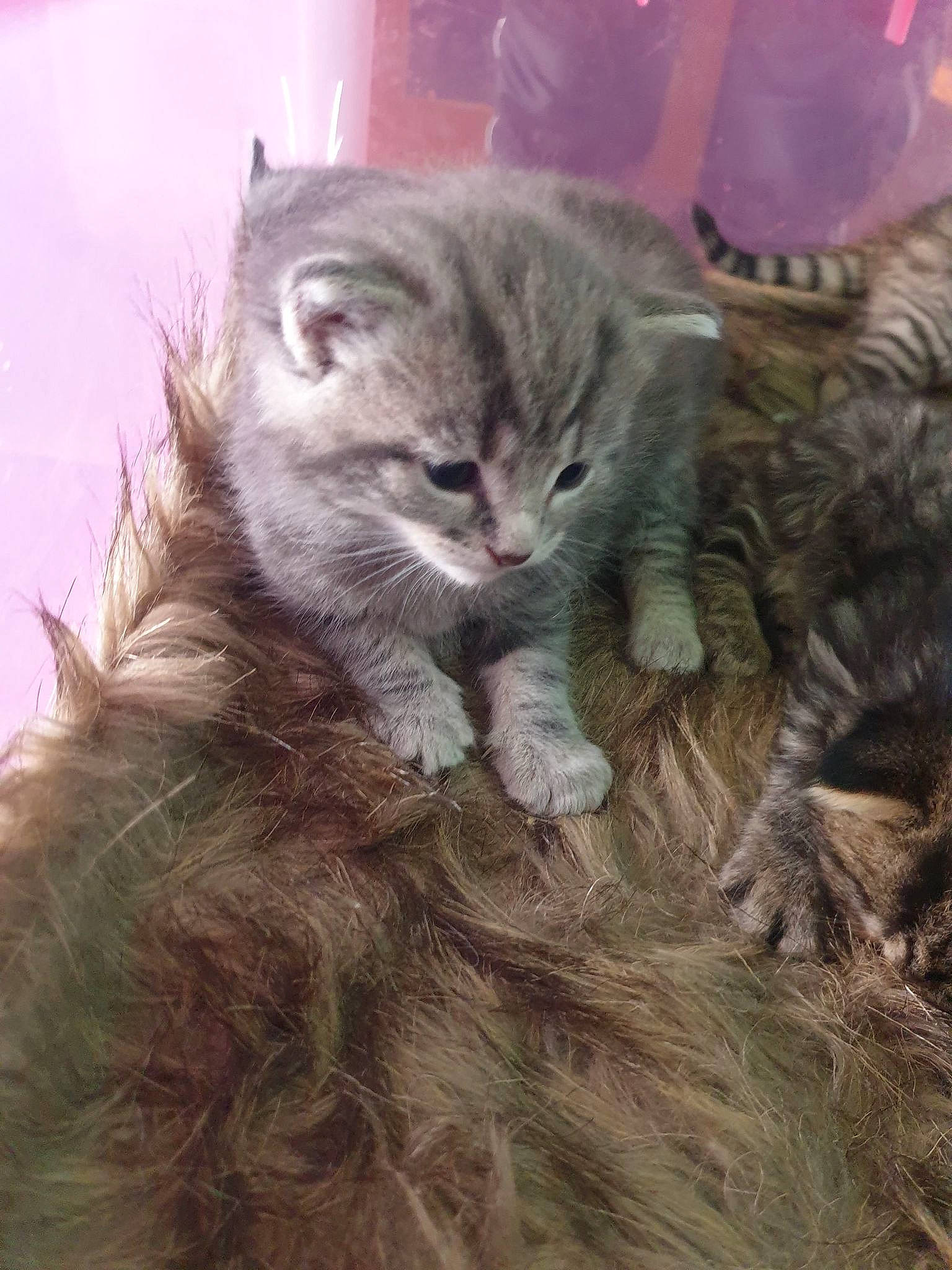 Cosmo is registered to the contest to win money with this photo: art, carnivore, cat, claw, comfort, domestic_short_haired_cat, fawn, felidae, fur, maine_coon, paw, plant, small_to_medium_sized_cats, snout, tail, terrestrial_animal, whiskers