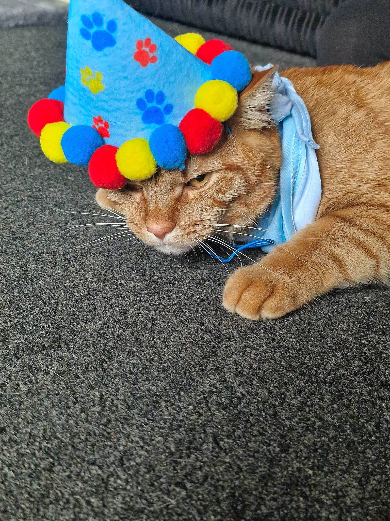 Romeo is registered to the contest to win money with this photo: asphalt, carnivore, cat, comfort, domestic_short_haired_cat, electric_blue, fashion_accessory, fawn, felidae, foot, fur, grass, human_leg, paw, road_surface, small_to_medium_sized_cats, tail, teddy_bear, textile, whiskers