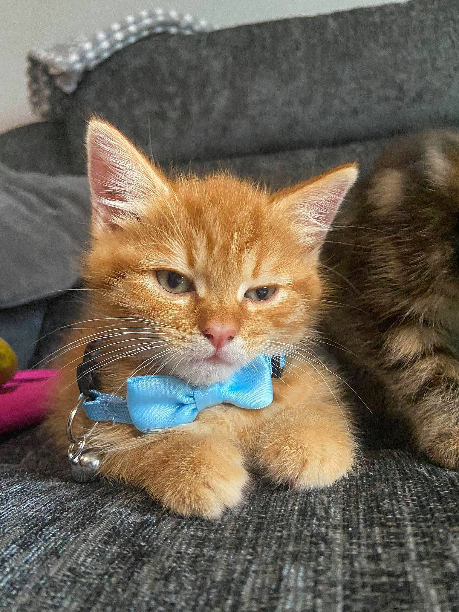 Romeo is registered to the contest to win money with this photo: carnivore, cat, claw, domestic_short_haired_cat, fawn, felidae, foot, fur, mammal, paw, pet_supply, sitting, small_to_medium_sized_cats, snout, tail, vertebrate, whiskers