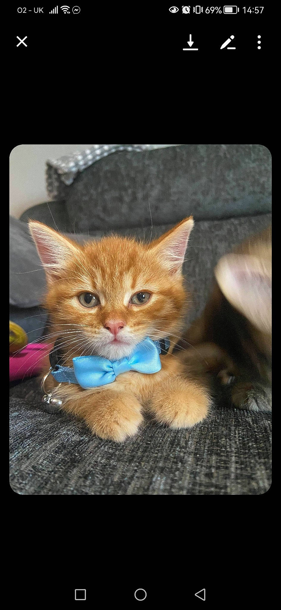 Romeo joined the competition — help win amazing prizes! carnivore, cat, claw, domestic_short_haired_cat, fawn, felidae, foot, fur, gesture, organism, paw, photo_caption, rectangle, sitting, small_to_medium_sized_cats, snout, tail, whiskers, wildlife, window