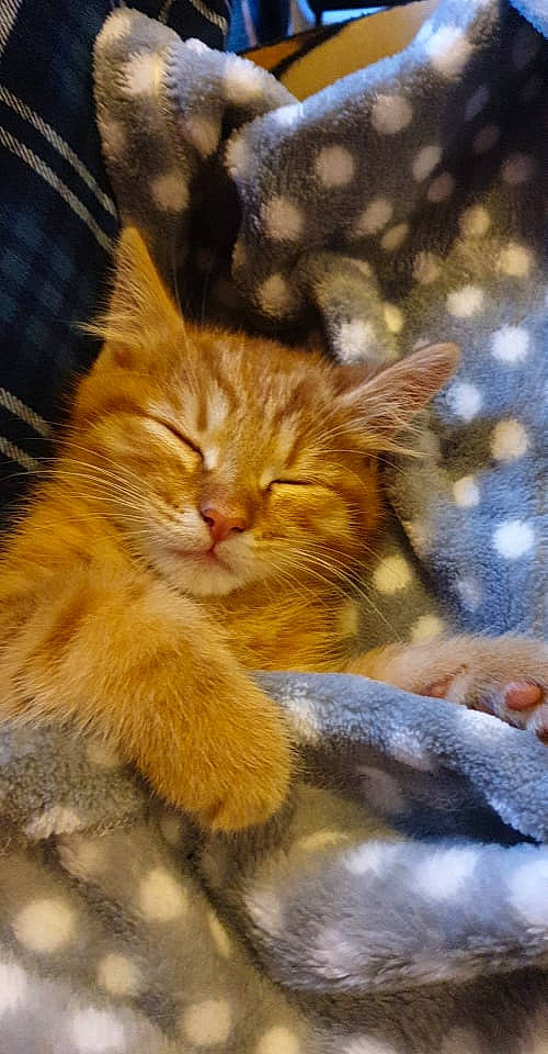 Romeo joined the competition — help win amazing prizes! carnivore, cat, claw, domestic_short_haired_cat, fawn, felidae, fur, grass, paw, plant, sand, small_to_medium_sized_cats, snout, tail, tree, whiskers, wildlife, winter, wood