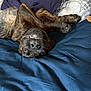 dog, brindle, upside_down, bed, blanket, plush_toy, teeth, blue_eyes, cozy, indoor, pet, playful, lying_down, fur, snout, paw, smile, relaxed, animal, canine