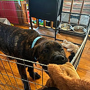 Apollo joined the competition — help win amazing prizes! dog, brindle, collar, toy, playpen, indoor, wooden_floor, food_bowl, water_bowl, pet_toy, fence, brown, black, playful, animal, puppy, pet, room, home, chewing