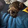 puppy, dog, sleeping, bed, blanket, pillow, indoors, cozy, brindle, pet, animal, resting, cute, fur, domestic_animal, young_dog, snout, ears, collar, relaxing