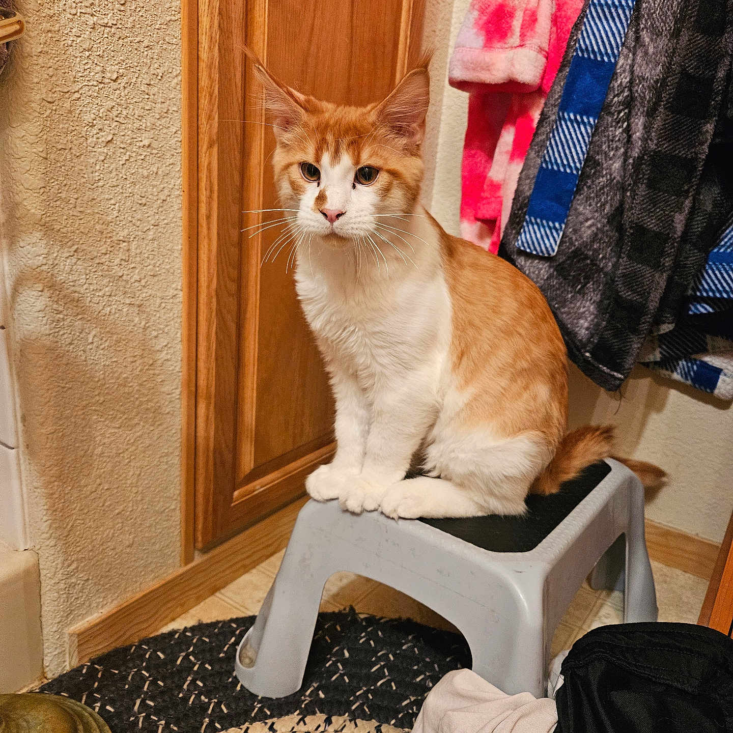 Shohei Ohcoonie is registered to the contest to win money with this photo: cat, clothing, coat, corner, curious, feline, floor, household, indoor, laundry, orange_cat, pet, plaid, rug, sitting, step_stool, tail, whiskers, white_cat, wooden_cabinet