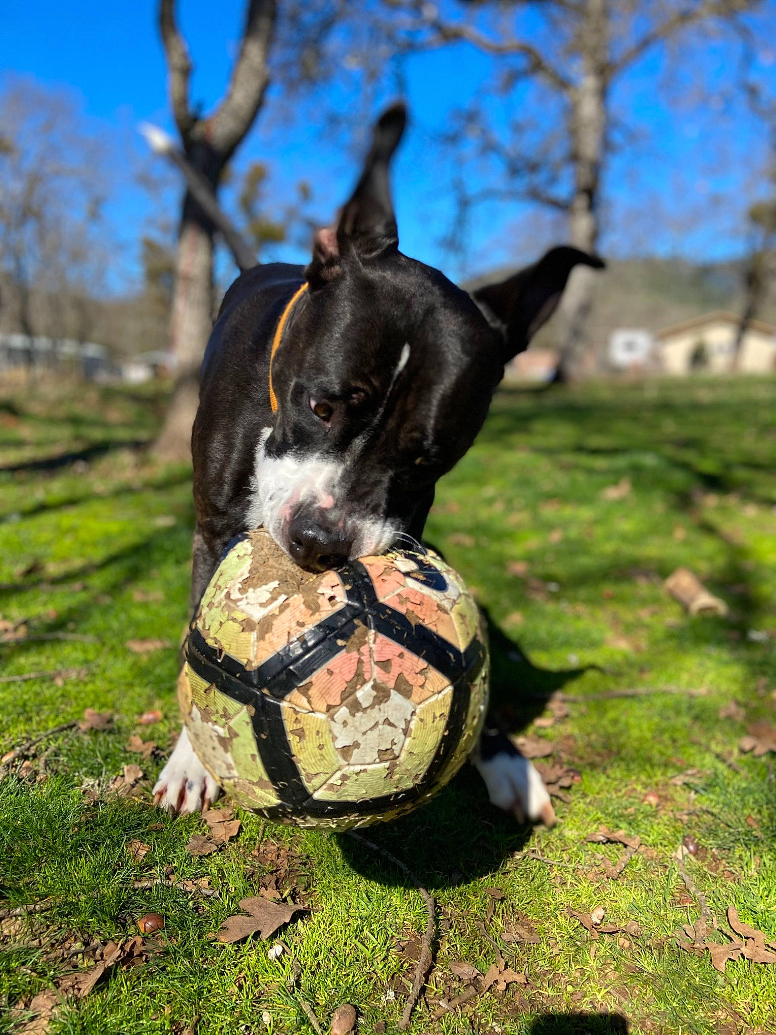 Jace joined the competition — help win amazing prizes! ball, carnivore, collar, companion_dog, dog, dog_breed, dog_collar, fawn, football, grass, lawn, personal_protective_equipment, plant, sky, soccer_ball, sports_equipment, tennis_ball, tree, whiskers, working_animal