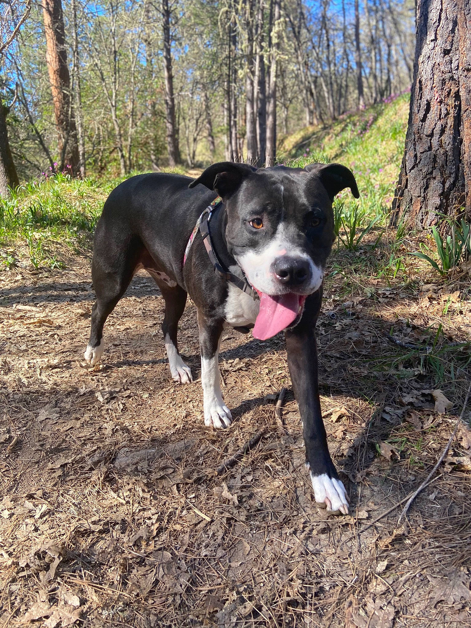 Jace is registered to the contest to win money with this photo: adventure, boston_terrier, canidae, carnivore, companion_dog, dog, dog_breed, fawn, forest, grass, plant, snout, soil, sporting_group, tail, trail, tree, woodland, working_animal, working_dog