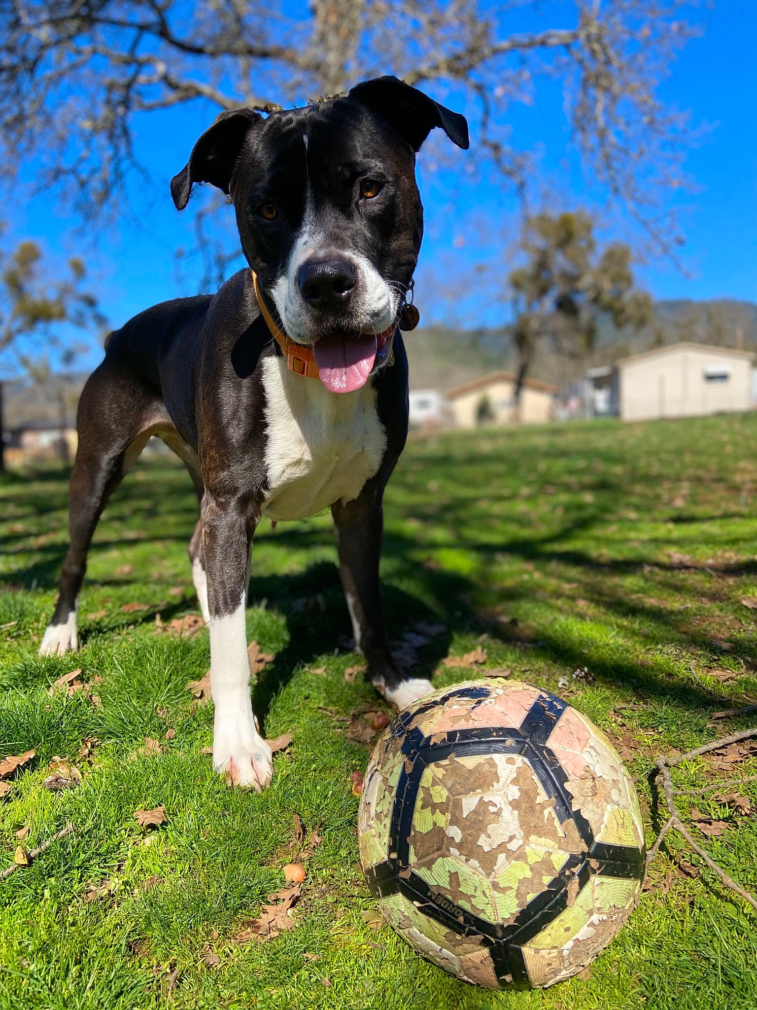 Jace is registered to the contest to win money with this photo: ball, carnivore, collar, companion_dog, dog, dog_breed, dog_collar, dog_supply, fawn, football, grass, plant, sky, snout, soccer, soccer_ball, sports_equipment, sports_toy, tree, working_animal