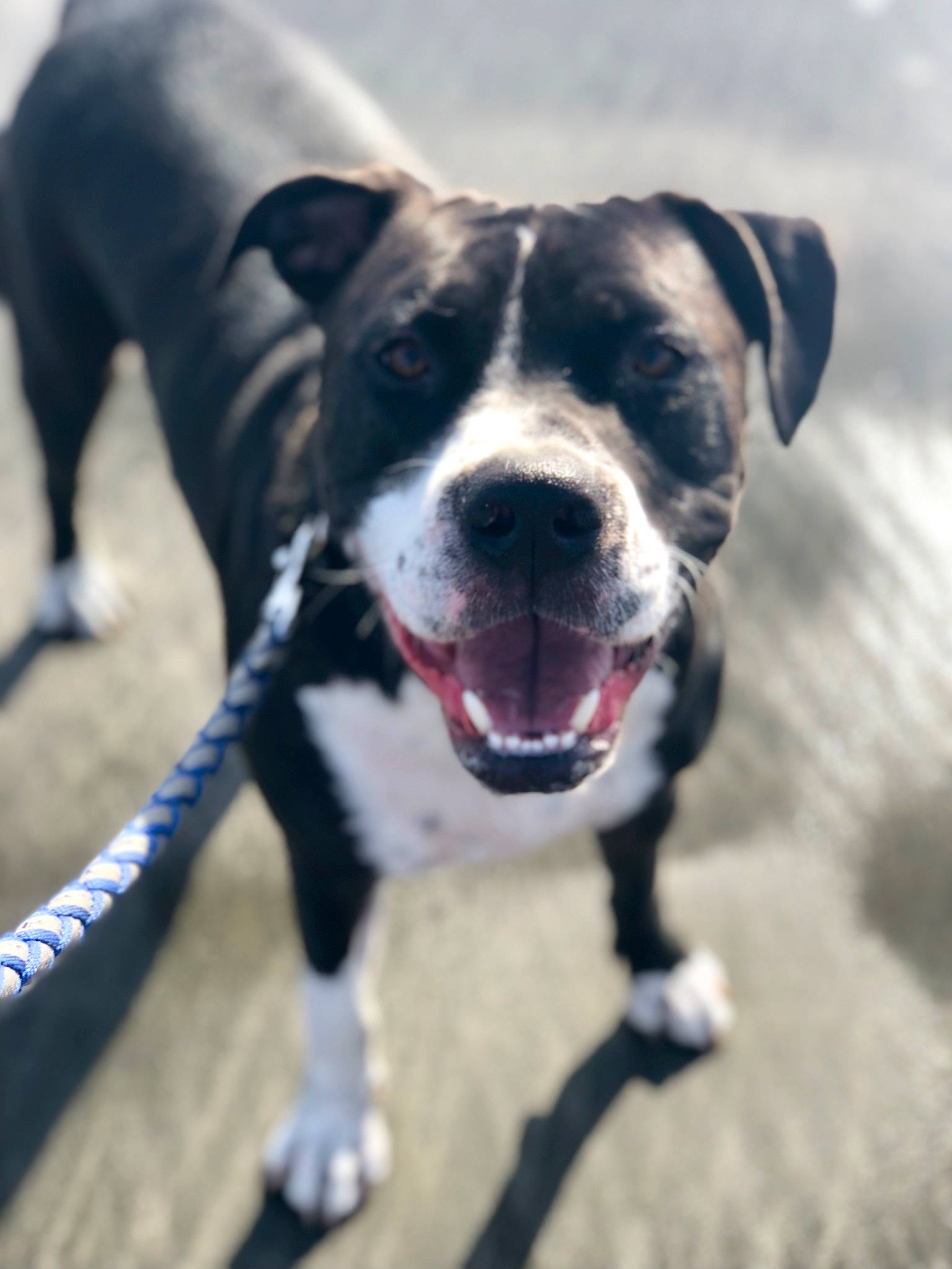 Jace is registered to the contest to win money with this photo: canidae, carnivore, cloud, collar, companion_dog, dog, dog_breed, dog_collar, dog_supply, fawn, leash, metal, paw, pet_supply, sky, snout, sporting_group, whiskers, working_animal, working_dog