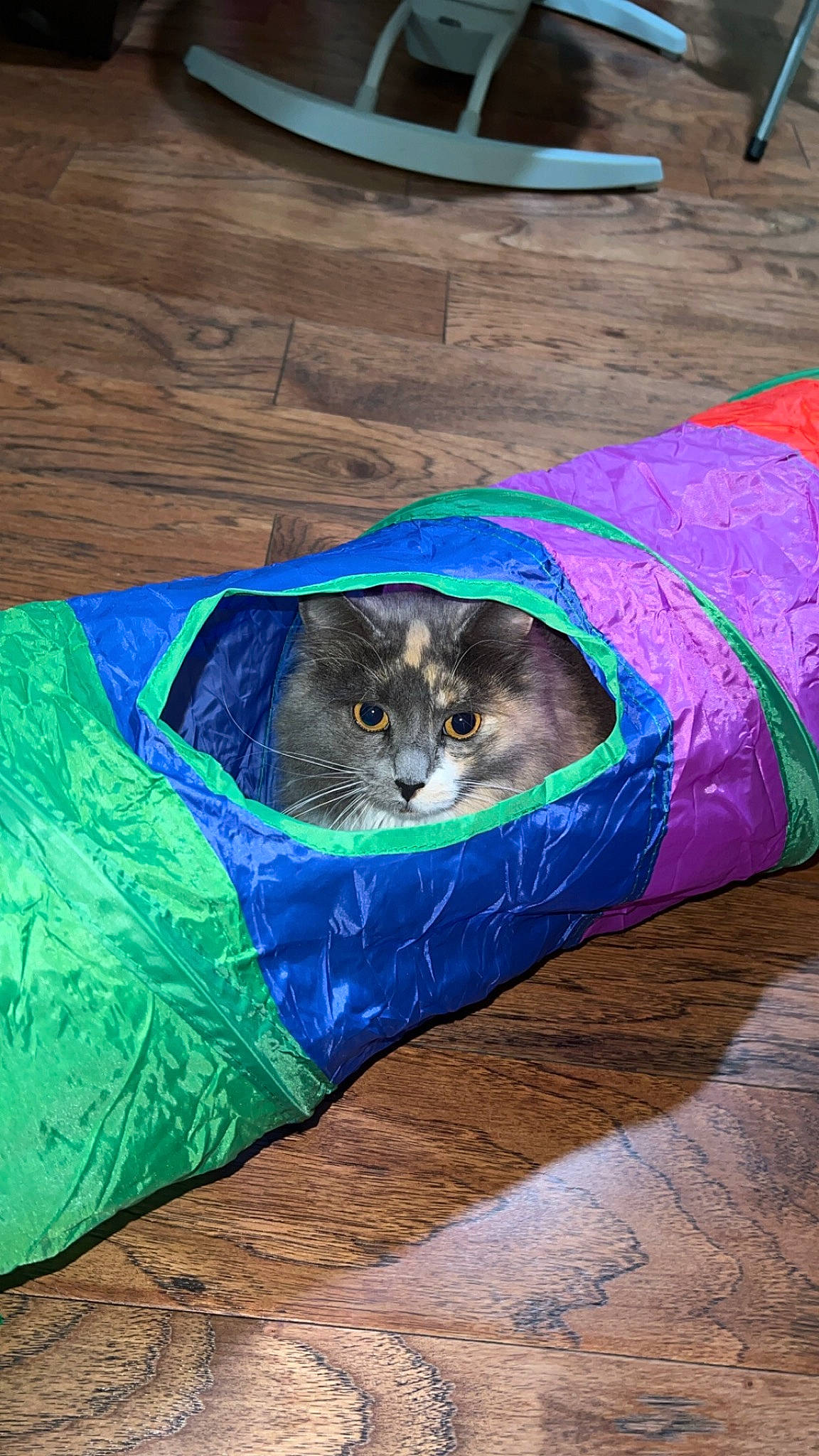 Lila joined the competition — help win amazing prizes! carnivore, cat, cat_bed, domestic_short_haired_cat, electric_blue, felidae, flooring, fur, grass, hardwood, recreation, small_to_medium_sized_cats, snout, tail, terrestrial_animal, whiskers, wildlife, wood