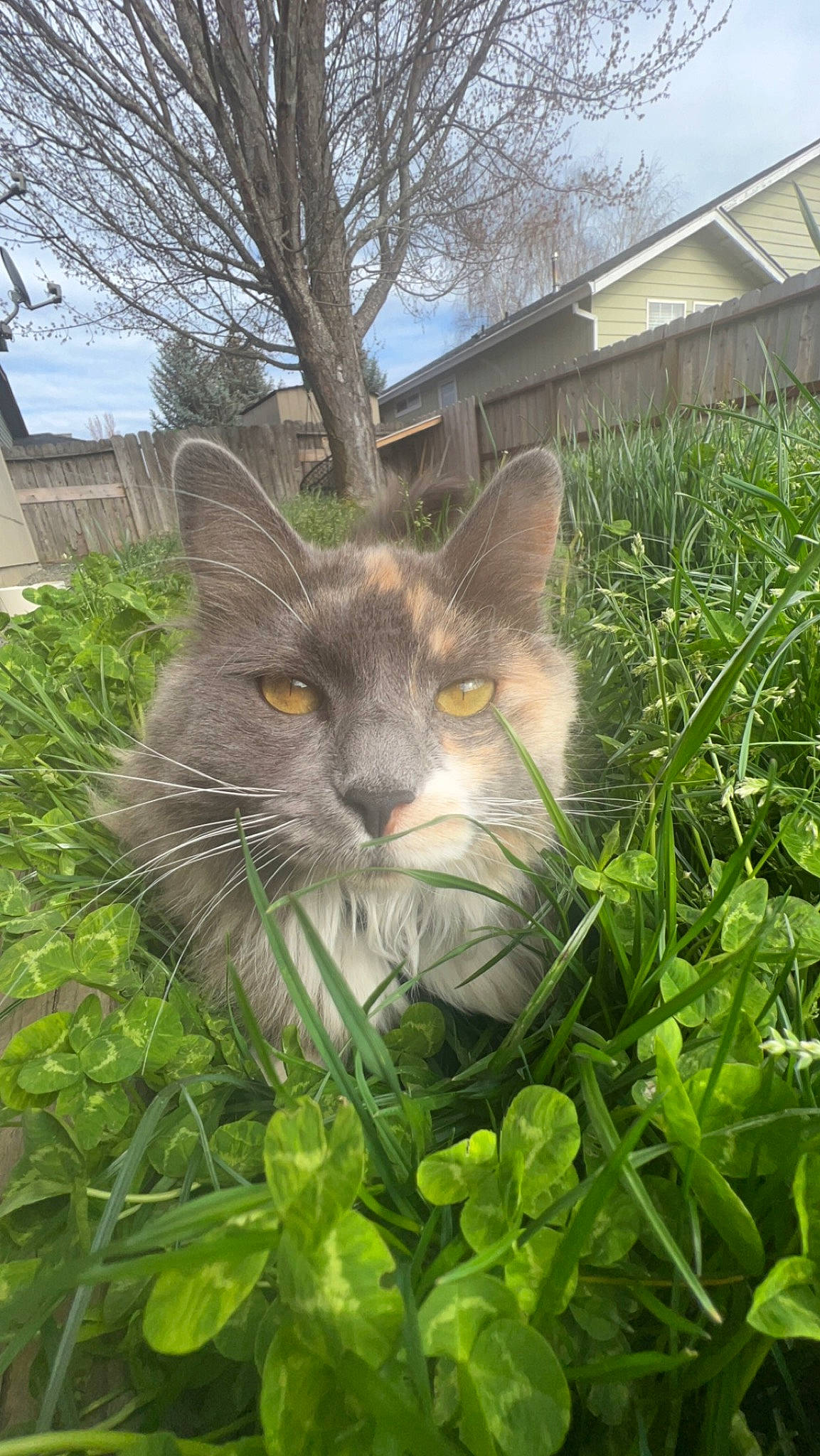 Lila joined the competition — help win amazing prizes! carnivore, cat, domestic_short_haired_cat, fawn, felidae, fur, grass, groundcover, herb, lawn, plant, shrub, sky, small_to_medium_sized_cats, snout, tail, tree, whiskers, wildlife, window