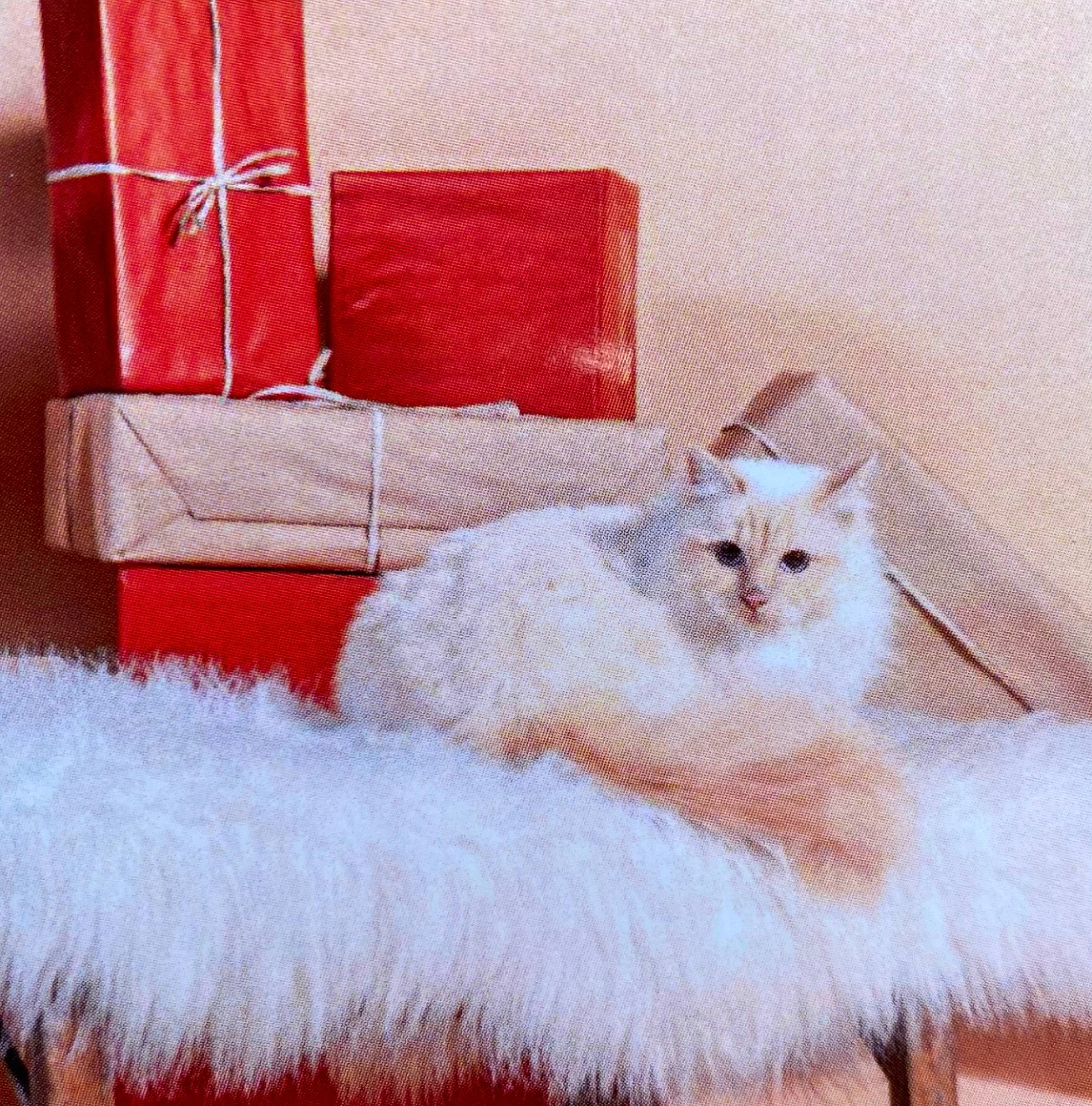 Plume a rejoint le concours — aidez-le/la à gagner de superbes lots ! carnivore, cat, claw, comfort, couch, fawn, felidae, flooring, fur, linens, paw, ragdoll, rectangle, room, small_to_medium_sized_cats, studio_couch, tail, textile, whiskers, window