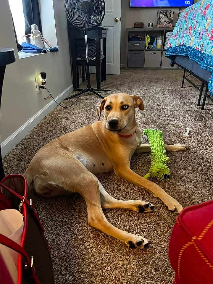 Ladybug joined the competition — help win amazing prizes! accessories, animal, bag, bed, bedroom, canine, computerhardware, dog, dogbed, electronics, furniture, handbag, hardware, indoors, interiordesign, lizard, monitor, pet, reptile, screen